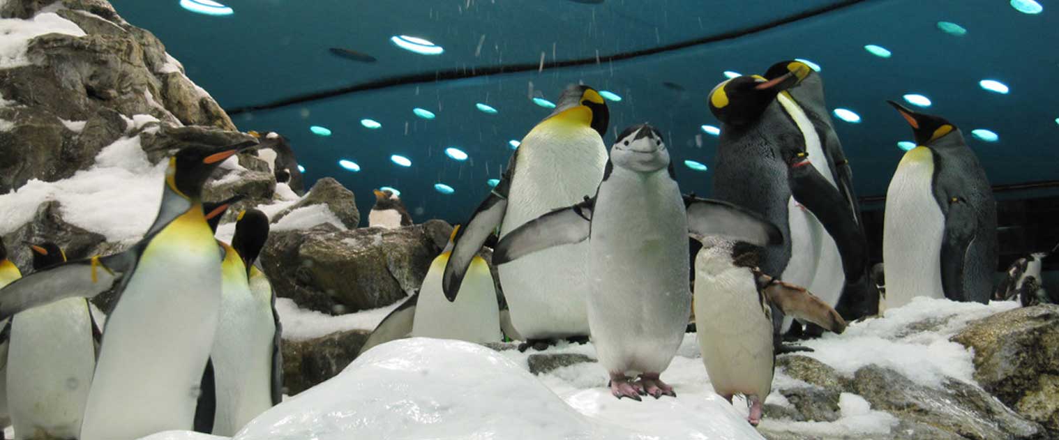 Pingüinos en el Puerto de Veracruz México - Acuario de Veracruz
