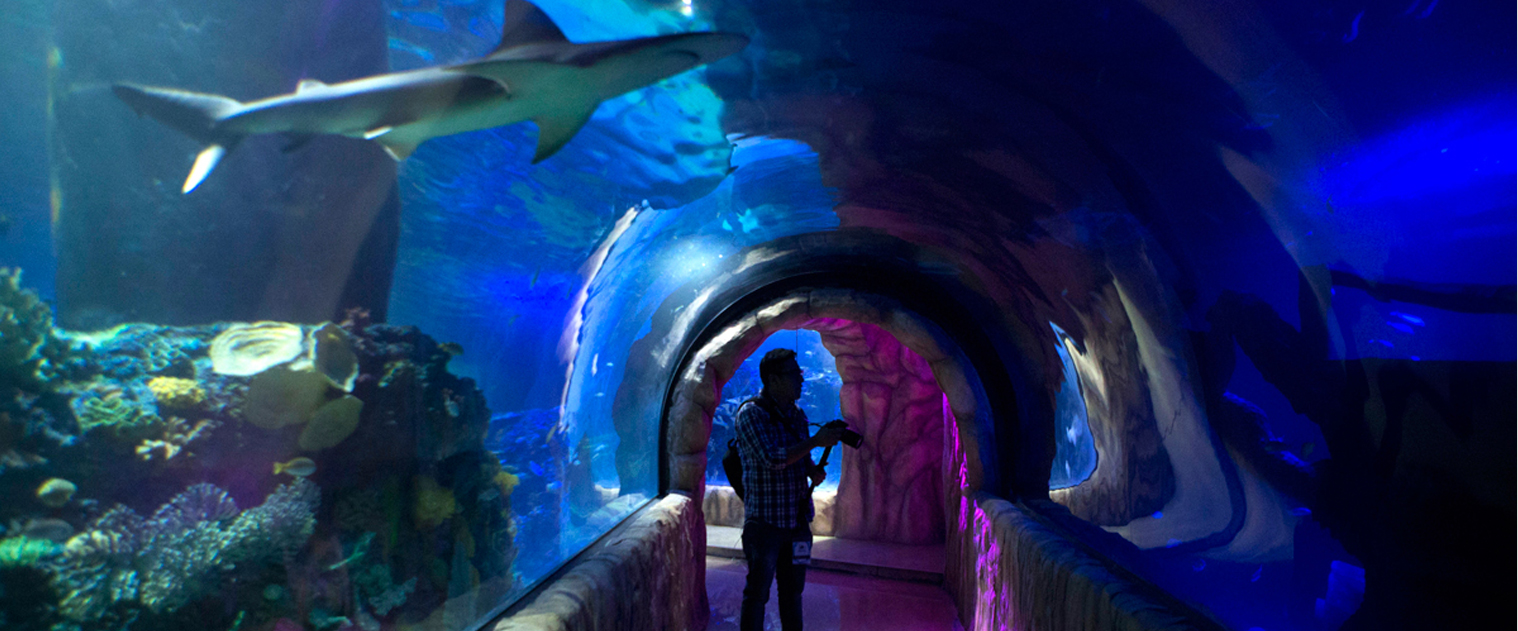 tunel con tiburon - Acuario de Veracruz